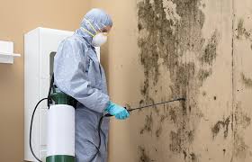 Best Emergency Mold Remediation  in Harker Heights, TX